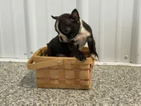 Blacky, a male Boston Terrier for sale in Worthington, IN – Photo 3 of 4
