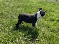 Max, a male Boston Terrier for sale in Worthington, IN – Photo 4 of 5