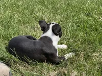 Max, a male Boston Terrier for sale in Worthington, IN – Photo 5 of 5