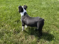 Max, a male Boston Terrier for sale in Worthington, IN – Photo 1 of 5