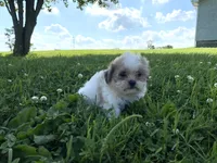 Misty, a female Shichon for sale in Worthington, IN – 5 of 5