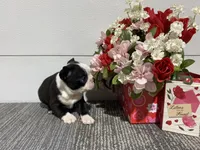 Storm, a male Boston Terrier for sale in Worthington, IN – Photo 1 of 4