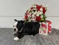 Storm, a male Boston Terrier for sale in Worthington, IN – Photo 4 of 4