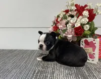 Storm, a male Boston Terrier for sale in Worthington, IN – Photo 2 of 4