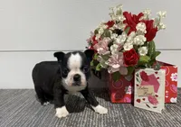 Storm, a male Boston Terrier for sale in Worthington, IN – Photo 3 of 4