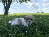 Star, a male Shichon for sale in Worthington, IN – 4 of 4