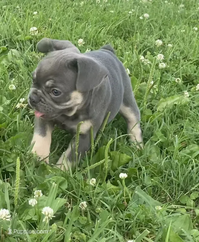 Blue Princess  – French Bulldog puppy for sale in Worthington, IN