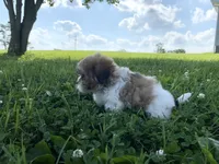 Star, a male Shichon for sale in Worthington, IN – 3 of 4