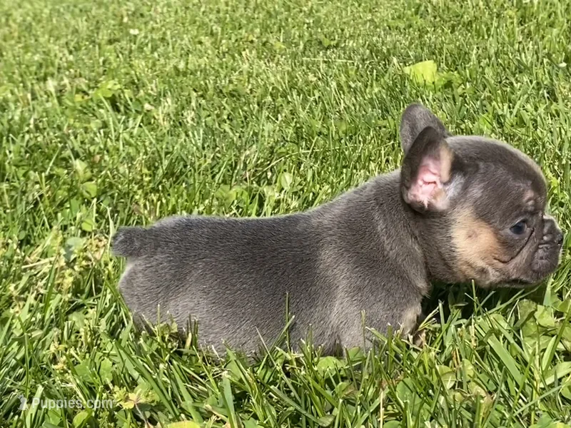 Blue Diamond – French Bulldog puppy for sale in Worthington, IN