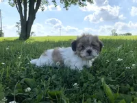 Star, a male Shichon for sale in Worthington, IN – 2 of 4