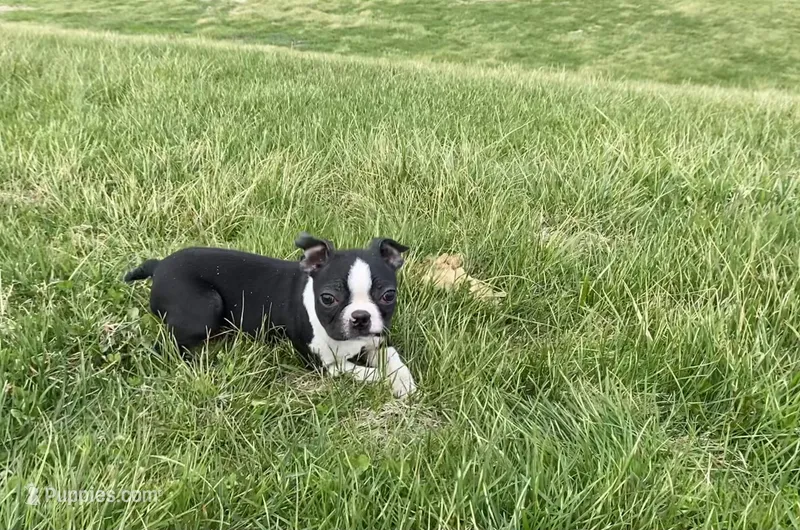 Bouncer – Boston Terrier puppy for sale in Worthington, IN