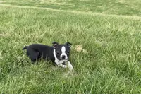 Bouncer, a male Boston Terrier for sale in Worthington, IN – Photo 1 of 4