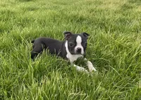 Bouncer, a male Boston Terrier for sale in Worthington, IN – Photo 3 of 4