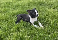 Bouncer, a male Boston Terrier for sale in Worthington, IN – Photo 2 of 4