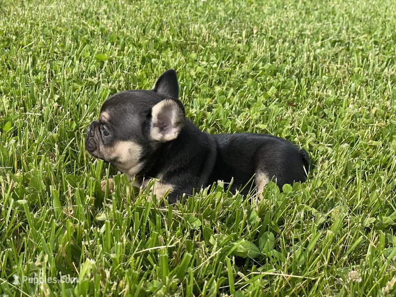 Midnight  – French Bulldog puppy on hold in Worthington, IN