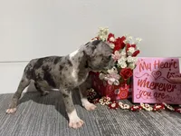 Tinker, a male Boston Terrier for sale in Worthington, IN – Photo 3 of 5