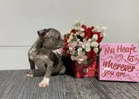 Tinker, a male Boston Terrier for sale in Worthington, IN – Photo 1 of 5