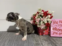 Tinker, a male Boston Terrier for sale in Worthington, IN – Photo 5 of 5