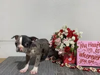 Tinker, a male Boston Terrier for sale in Worthington, IN – Photo 4 of 5