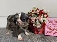 Tinker, a male Boston Terrier for sale in Worthington, IN – Photo 2 of 5