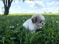 Misty, a female Shichon for sale in Worthington, IN – 4 of 5