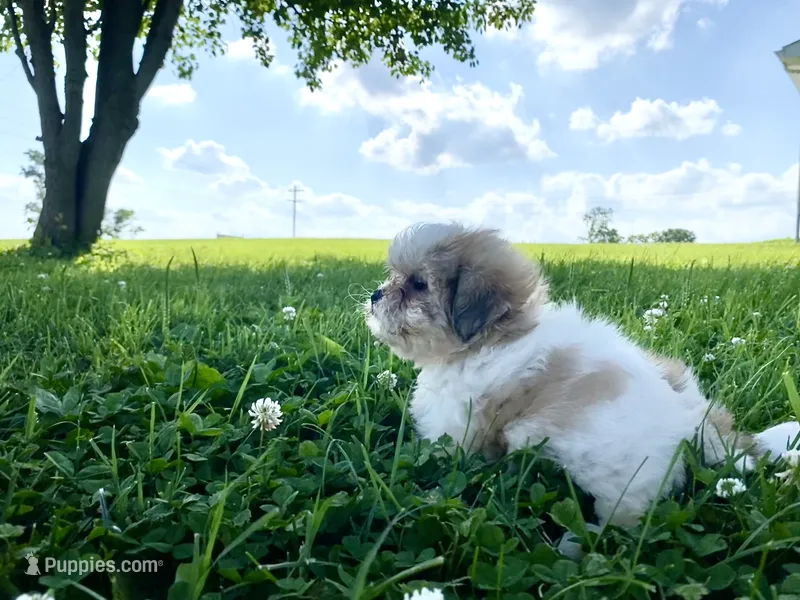 Misty – Shichon puppy for sale in Worthington, IN