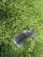 Blue Princess , a female French Bulldog for sale in Worthington, IN – 4 of 6