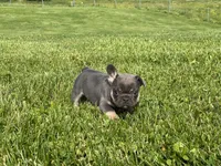 Blue Princess , a female French Bulldog for sale in Worthington, IN – 6 of 6