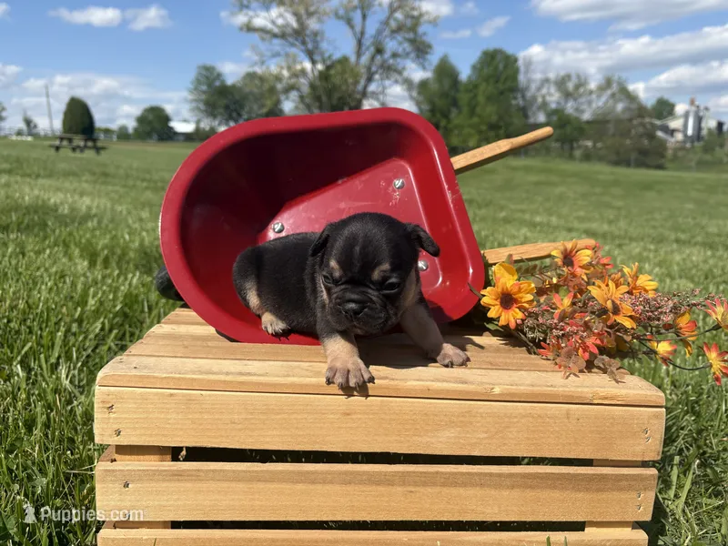Midnight , a male French Bulldog for sale in Worthington, IN – 1 of 3