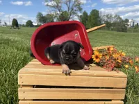 Midnight , a male French Bulldog for sale in Worthington, IN – 1 of 3