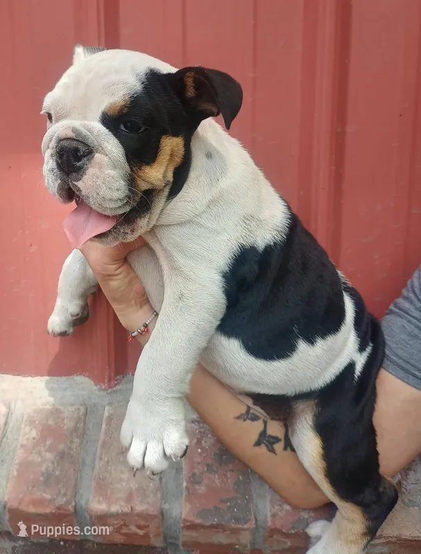 Coffee – English Bulldog puppy for sale in Charleston Afb, SC