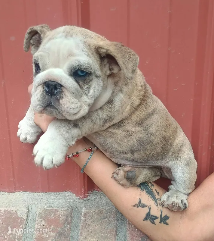 Magnolia – English Bulldog puppy for sale in Charleston Afb, SC