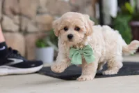 Karl, a male Maltipoo for sale in Sugarcreek, OH – 6 of 8