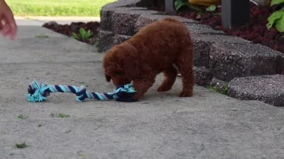 Jude, a male Poodle - Miniature  for sale in Sugarcreek, OH – 9 of 9