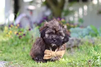 Taylor, a male Shihpoo for sale in Sugarcreek, OH – 4 of 6