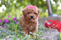 Janika, a female Poodle - Miniature  for sale in Sugarcreek, OH – 9 of 10
