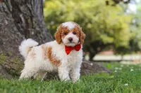 Brently, a male Poodle - Miniature  for sale in Sugarcreek, OH – 4 of 6