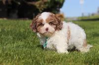 Thomas, a male Shihpoo for sale in Sugarcreek, OH – 6 of 6