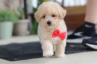Kolten, a male Maltipoo for sale in Sugarcreek, OH – 5 of 10
