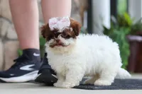 Tabby, a female Shihpoo for sale in Sugarcreek, OH – 2 of 7