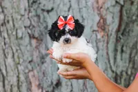 Smore, a female Maltipoo for sale in Sugarcreek, OH – 2 of 8