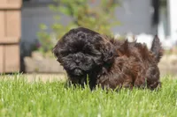 Terry, a female Shihpoo for sale in Sugarcreek, OH – 2 of 6