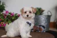 Carson, a male Maltipoo for sale in Sugarcreek, OH – Photo 1 of 6