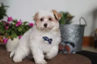 Carson, a male Maltipoo for sale in Sugarcreek, OH – Photo 3 of 6