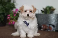 Carson, a male Maltipoo for sale in Sugarcreek, OH – Photo 2 of 6