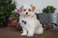 Carson, a male Maltipoo for sale in Sugarcreek, OH – Photo 5 of 6