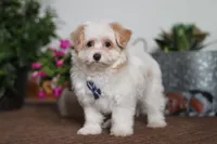 Carson, a male Maltipoo for sale in Sugarcreek, OH – Photo 4 of 6