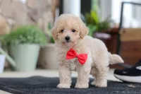 Kolten, a male Maltipoo for sale in Sugarcreek, OH – 4 of 10