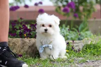 Jessie, a male Maltese for sale in Sugarcreek, OH – 8 of 9