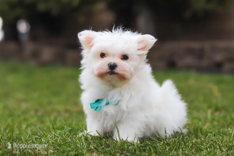 Jessie – Maltese puppy for sale in Sugarcreek, OH